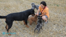 ...ein Leben ohne Hund ? Unvorstellbar !! Hunde sind mein Leben!